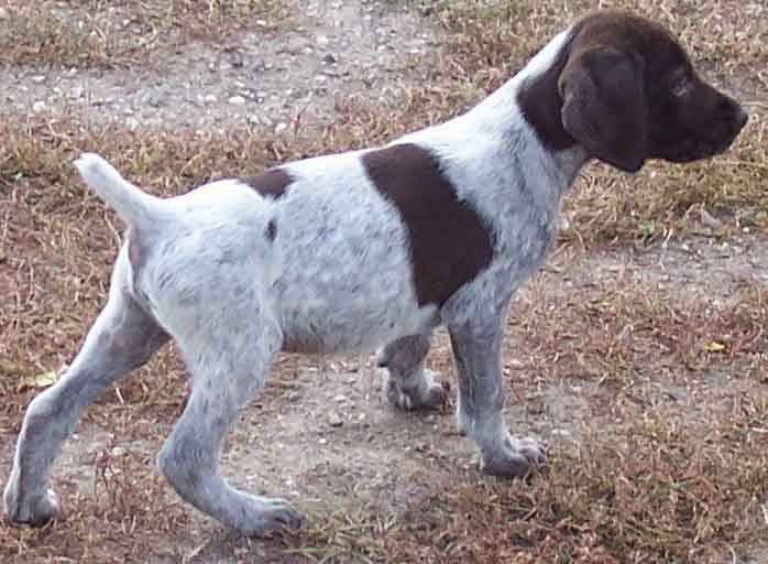 Rules of the Jungle The English pointer puppies