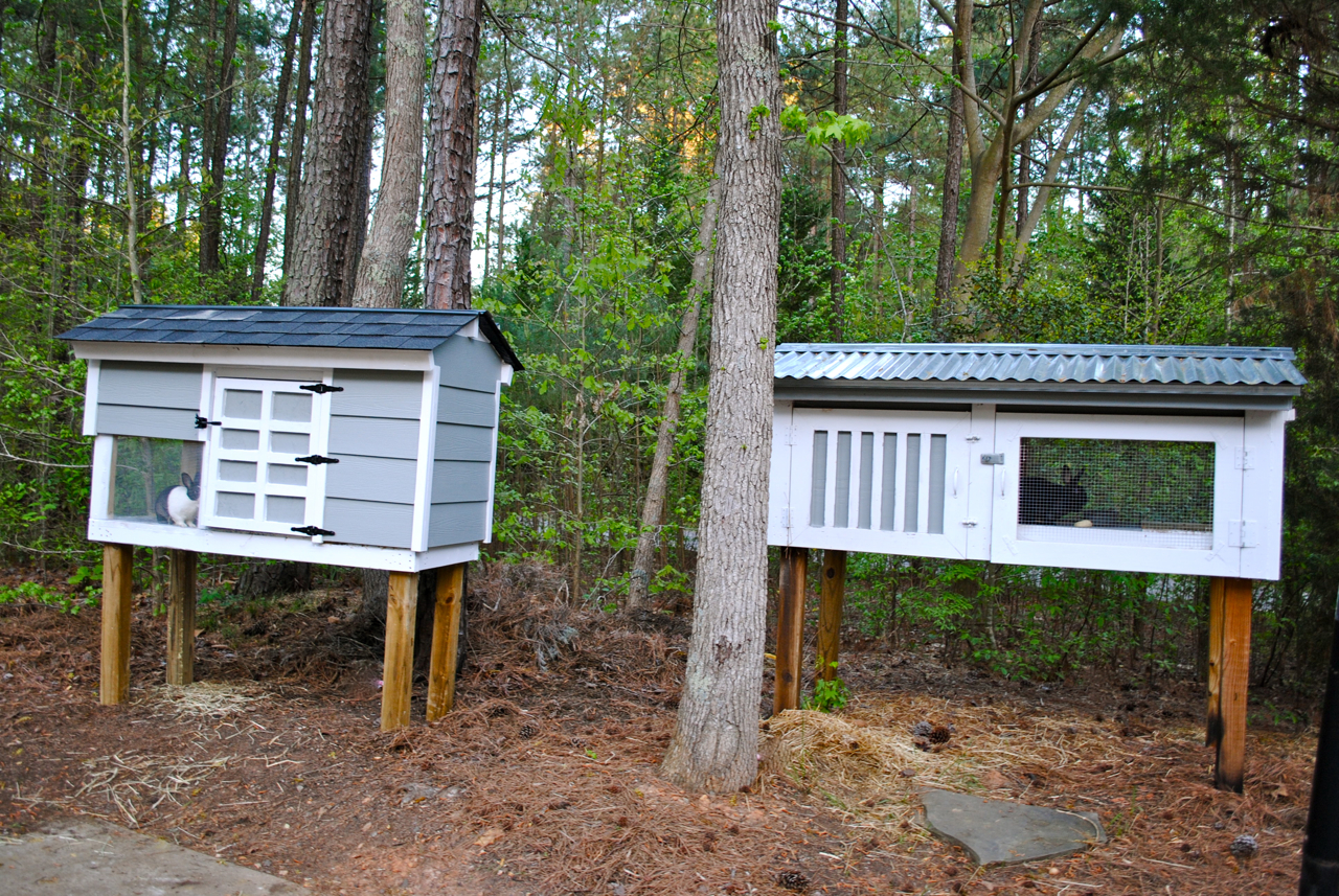 New Every Morning Bunny Hutch 'n Such