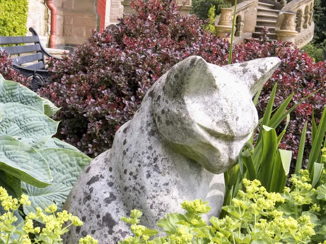 Why visit Belfast from Dublin: The cats in Belfast Castle Garden