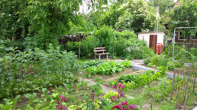 Gemüsegarten im Juni (c) by Joachim Wenk Gemüsegarten im Juni (c) by Joachim Wenk