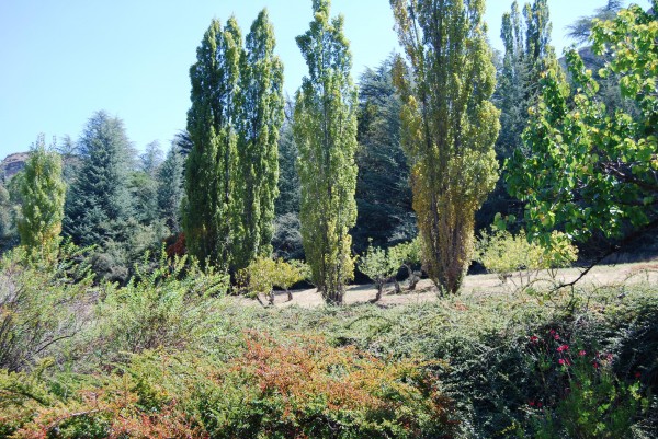 Whispering Hills Nursery Blog Watering Trees Shrubs