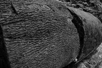 Fotografia de um tronco de árvore do Parque Alfredo Volpi. Detalhes da textura em P&B