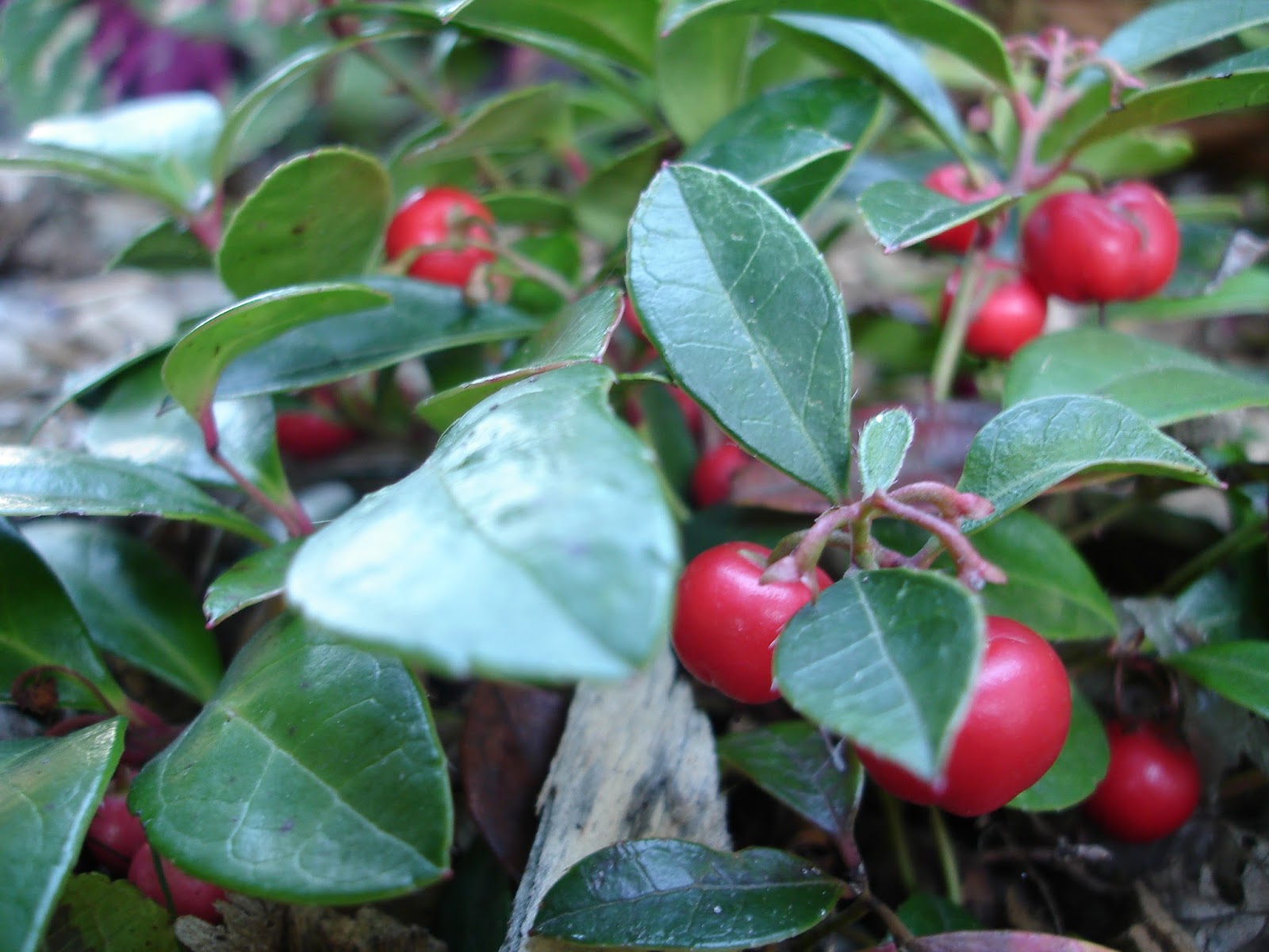 Dizzy's Wanderings & Wonderings: Wondering About Teaberry