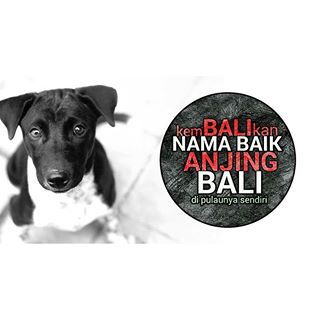 About Traveler Bali Island Of The Dogs