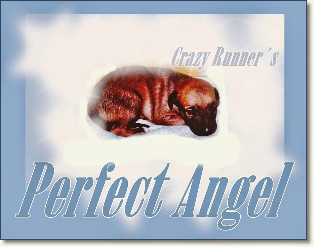 crazy runners whippets