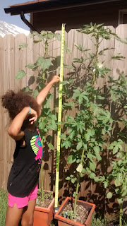 Kenaf Test Plants 6 ft Tall June 2016