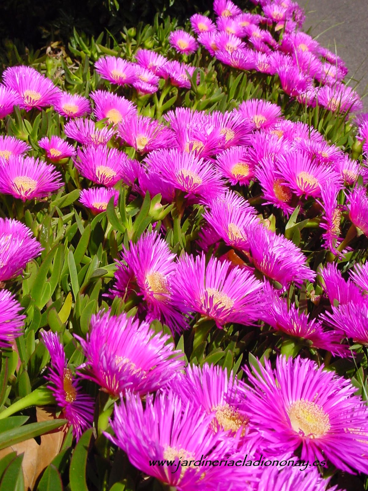 Jardineria Eladio Nonay CARPOBROTUS EDULIS, UÑA DE LEÓN (Jardinería Eladio Nonay)