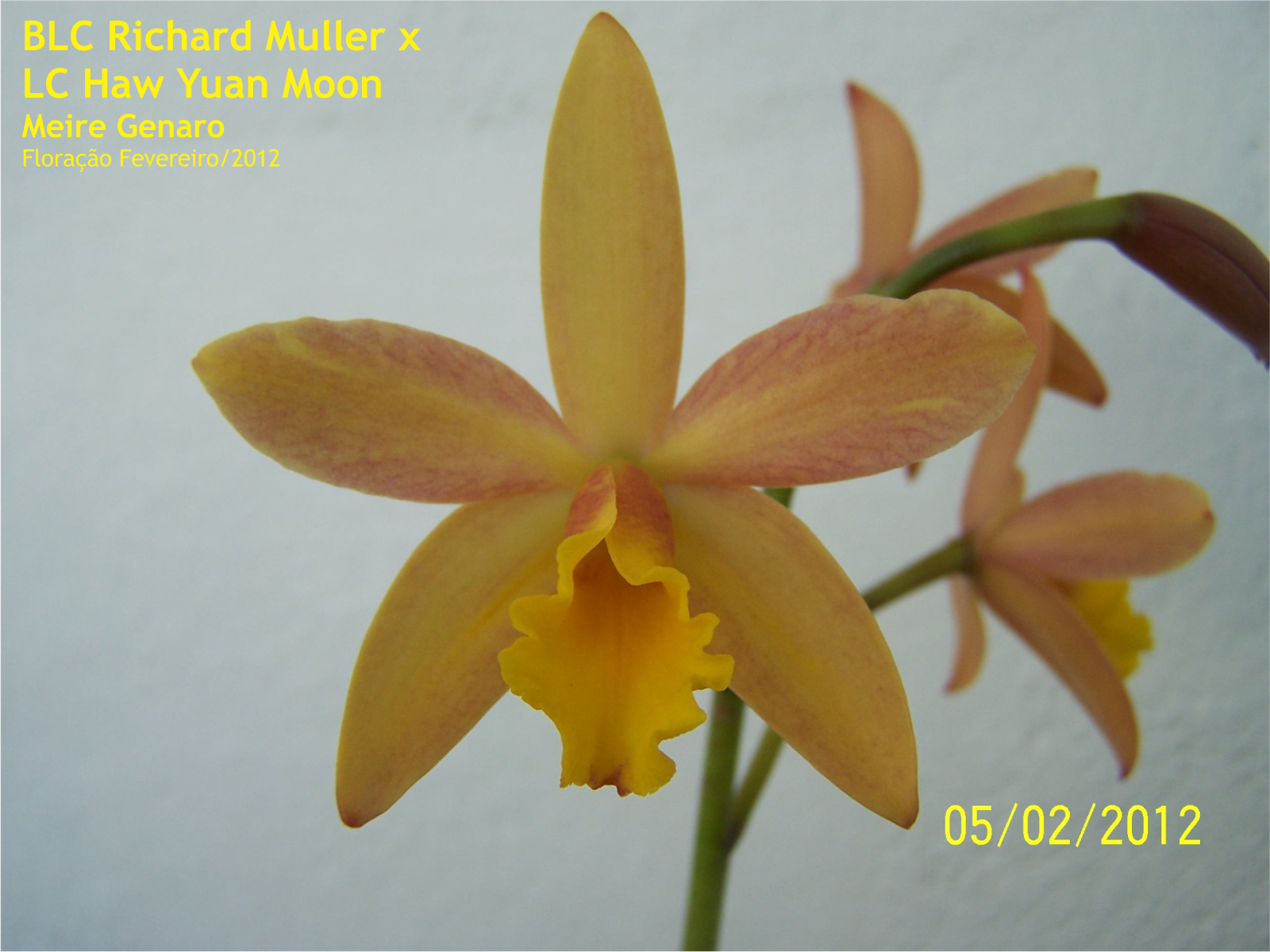 Orquideas Híbridas - Identificação: Formato Clássico
