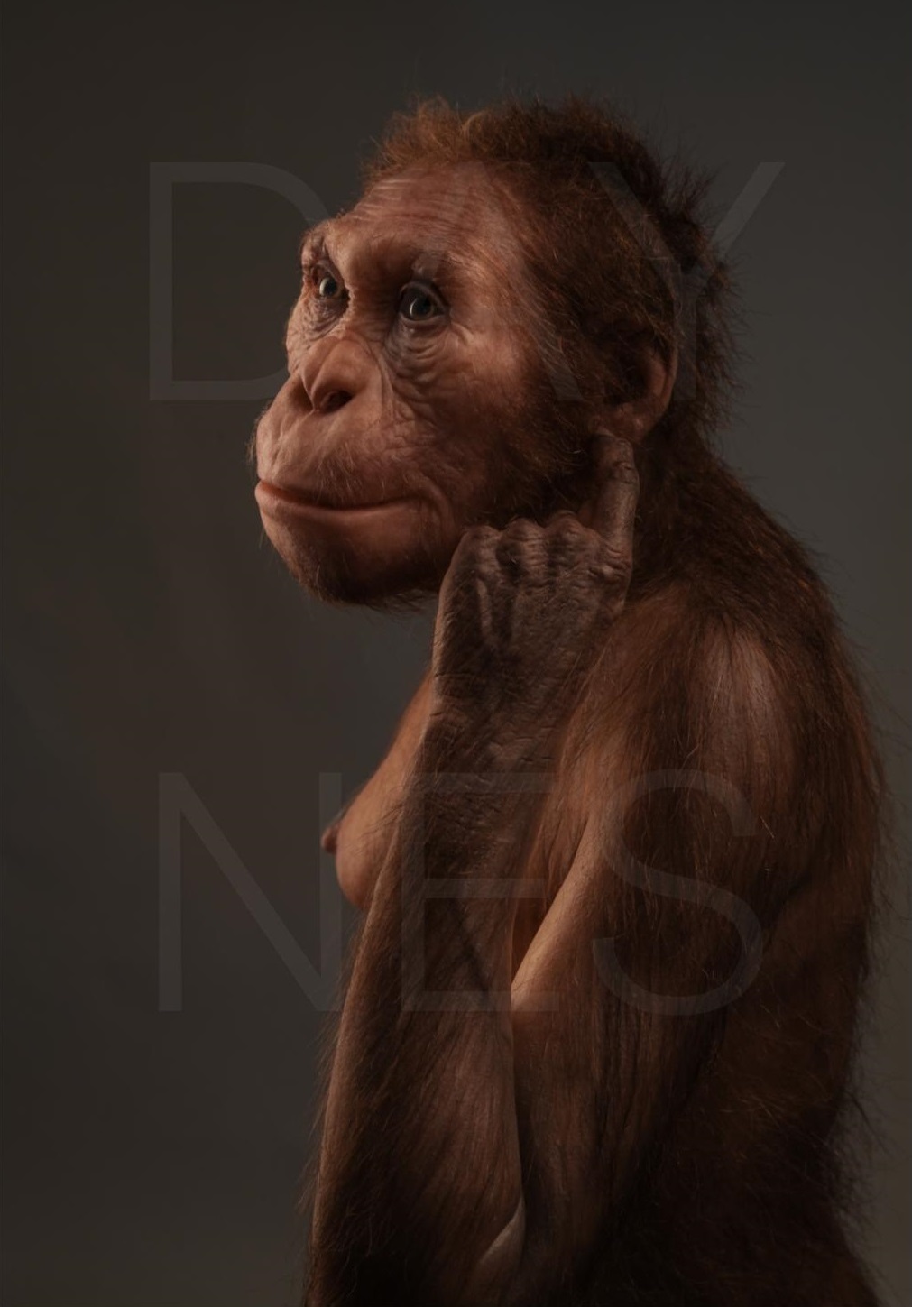 what are the earliest human ancestors