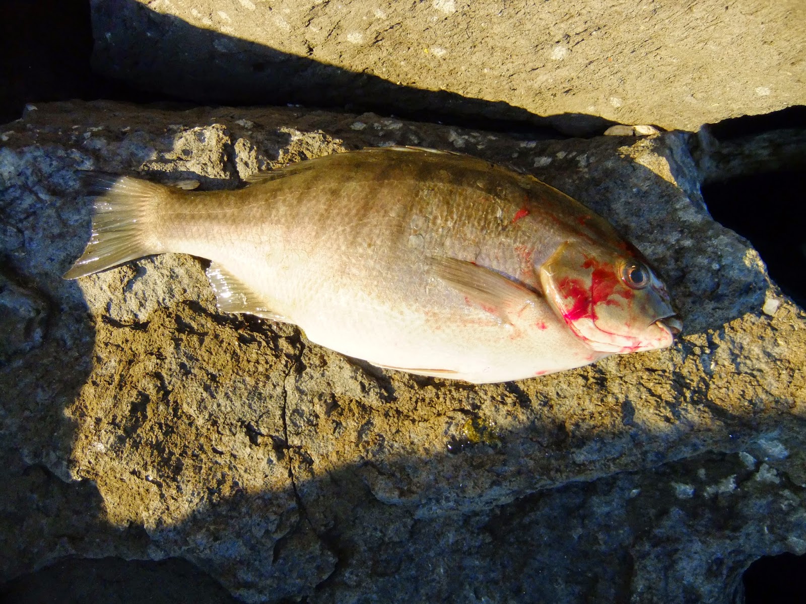 Fish-o-rama NZ