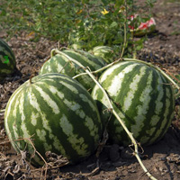 WowEscape Watermelon Land Escape