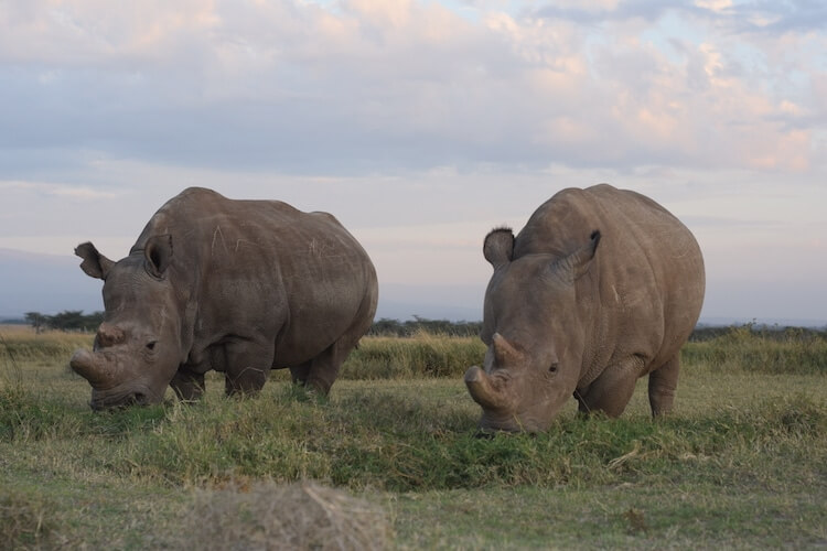 A Man Is Protecting The Last Two Northern White Rhinos Alive (Interview)