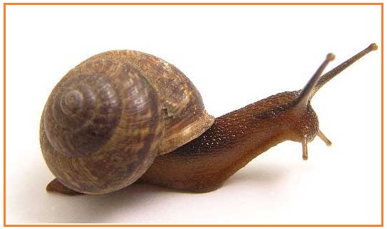 Biologi Gonzaga