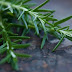 Exam revision students 'should smell rosemary for memory'