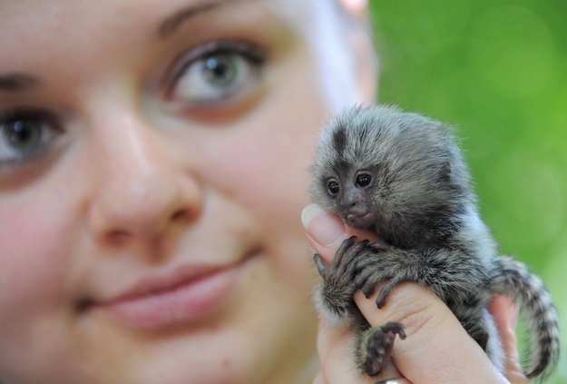 A baby marmoset being hand-raised in Germany, baby marmoset, marmoset pictures