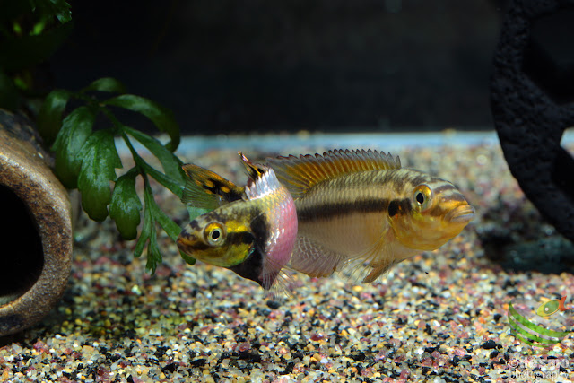 F1. Pelvicachromis subocellatus(Moanda)