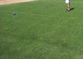 Semillas de Pasto Forrajero: VENTA DE SEMILLA DE PASTO BERMUDA