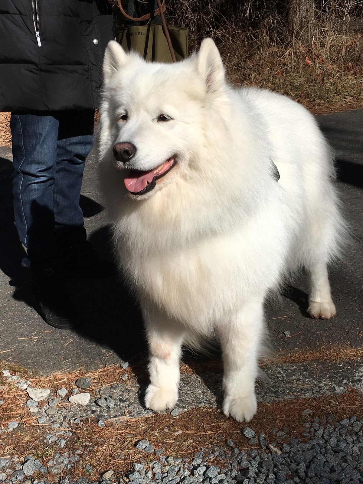 愛編むおばあちゃん 途中休みのセーター再開する ムーちゃん 昼食