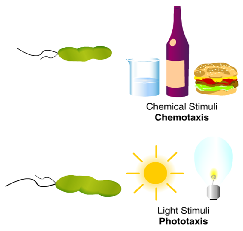 Basic Bacteriology External Structure