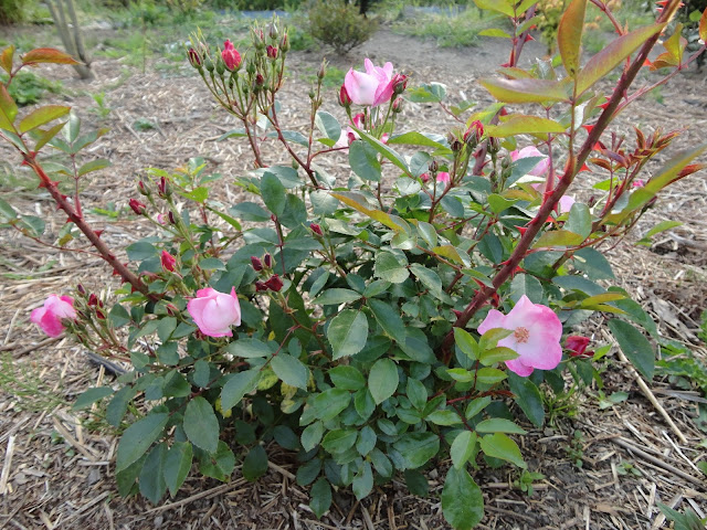 Rush rosebush