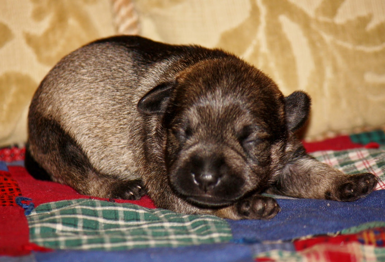 Providence Puppies *Zachary*