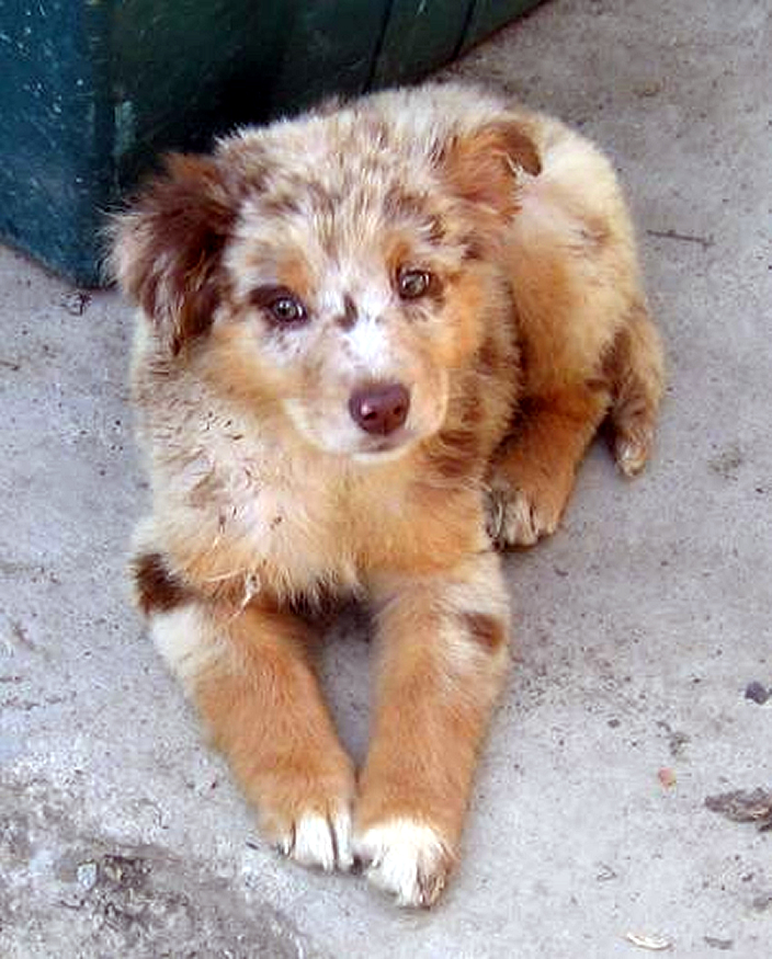 Cute Puppy Dogs Mini Australian Shepherd Puppies