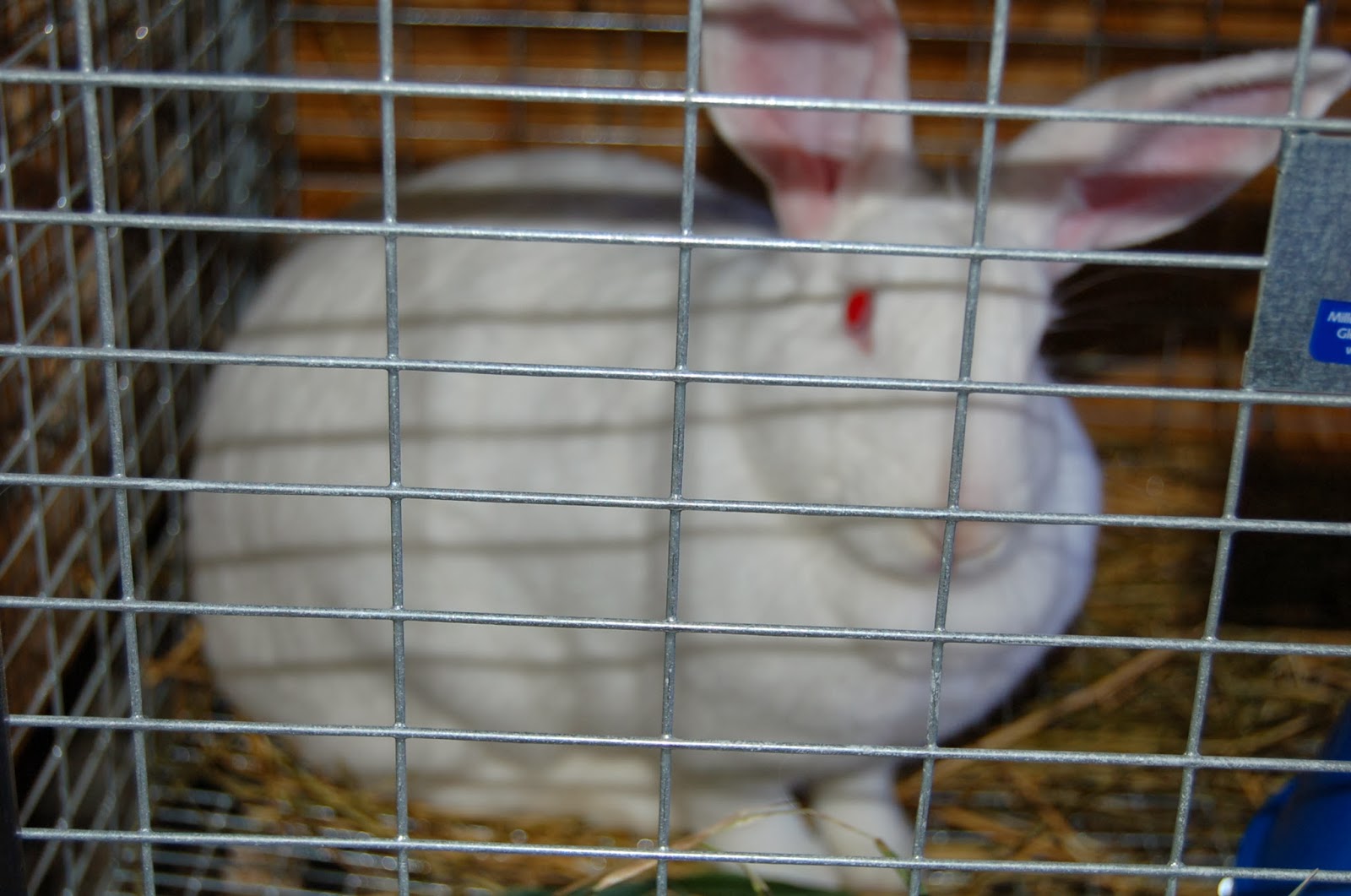 Our Little Backyard Farm: Meat Rabbits