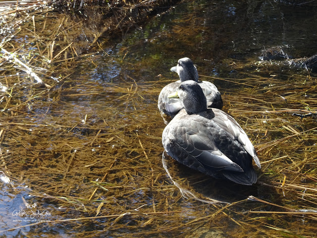 Newfoundland Ducks Photography