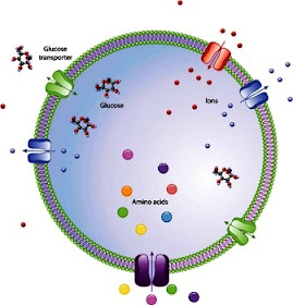 Biology Exams 4 U Why Plasma Membrane Or Cell Membrane Is Semi Permeable Or Selectively Permeable