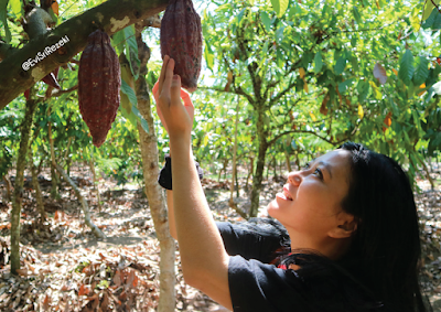 Wisata Edukasi Pusat Penelitian Kopi dan Kakao Indonesia di Jember