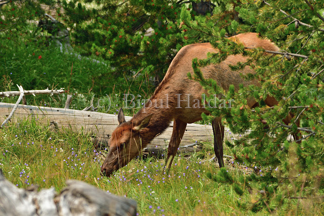 Yellowstone Elk Munching on Grass Yellowstone Elk Munching on Grass