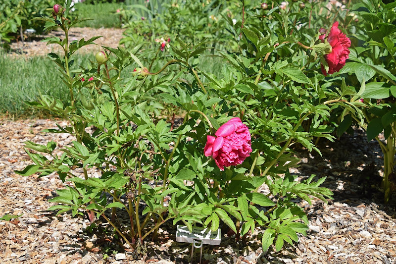 Southern Peony 2019 Peony 'Many Happy Returns' Has a Hard Time with
