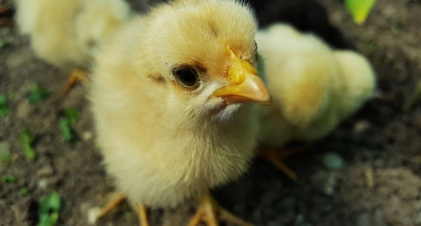 VIDEO VIRALE YOUTUBE: Migliaia di pulcini nati da uova scartate in una discarica VIDEO VIRALE YOUTUBE: Migliaia di pulcini nati da uova scartate in una discarica