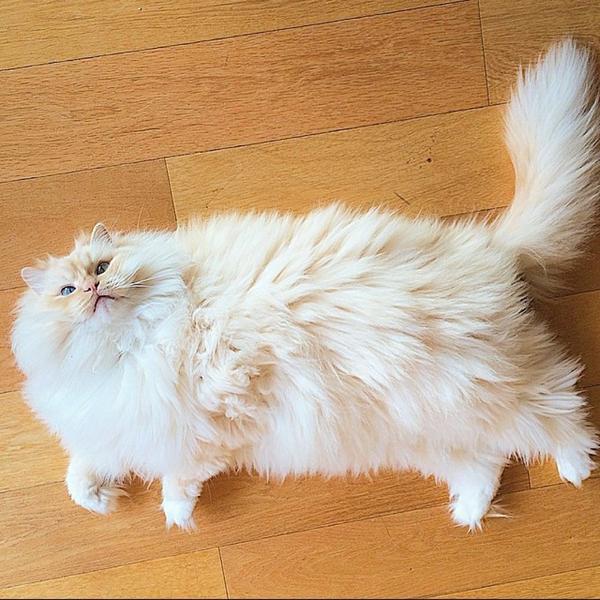 Пушистый кот Пушистый кот