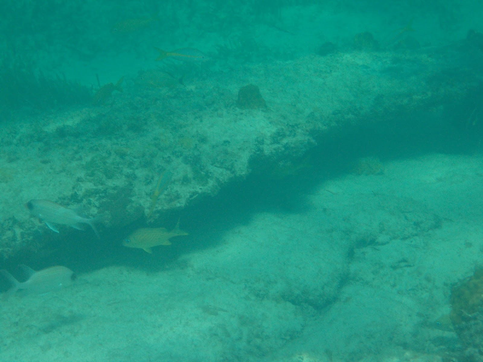 Lindas Bahamapanorama RaffaelloWerbung, Pferd, Klischeepalme und die