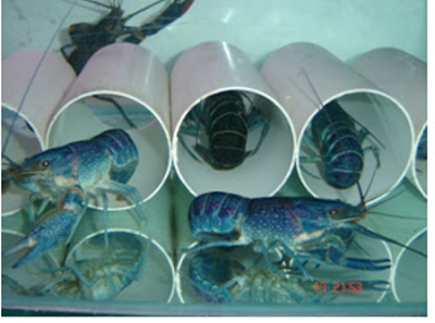 Budidaya Lobster Air Tawar