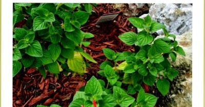 Yard and Garden Secrets: Herbs Post INDEX