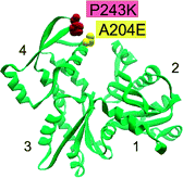 AP-Actin:  Non-polymerizable Actin mutant carrying A204E and P243K mutations around "pointed" end.
