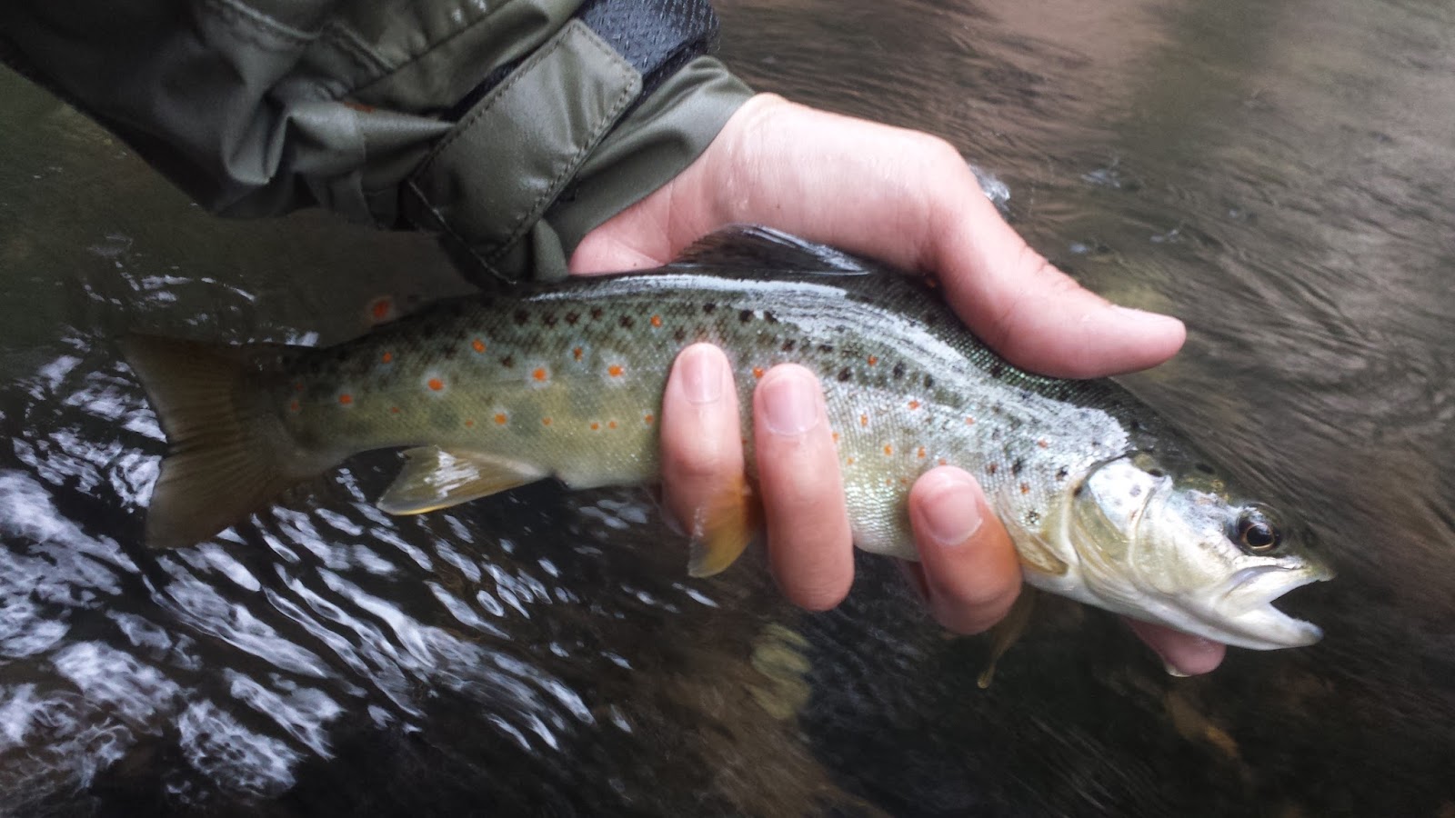 Keep Calm and Fly Fish Hat Creek Trout Bumming Trip