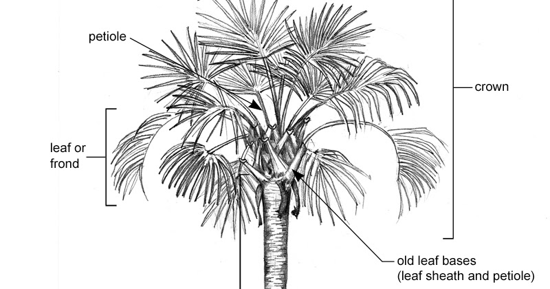 Parts of Palm Tree | GoudCommunity Blog