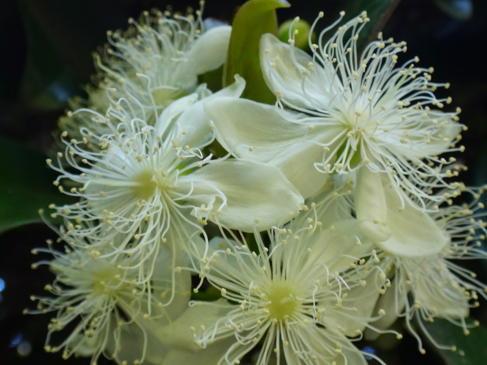 Uma flor por dia: Grumixama