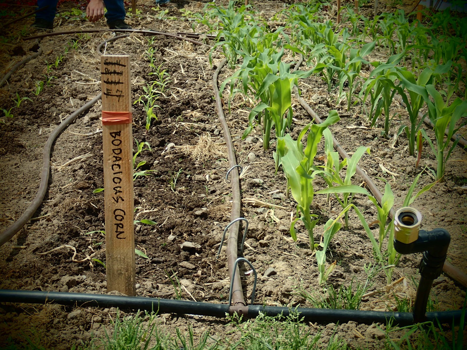 Welcome To Our Blog: May 2013