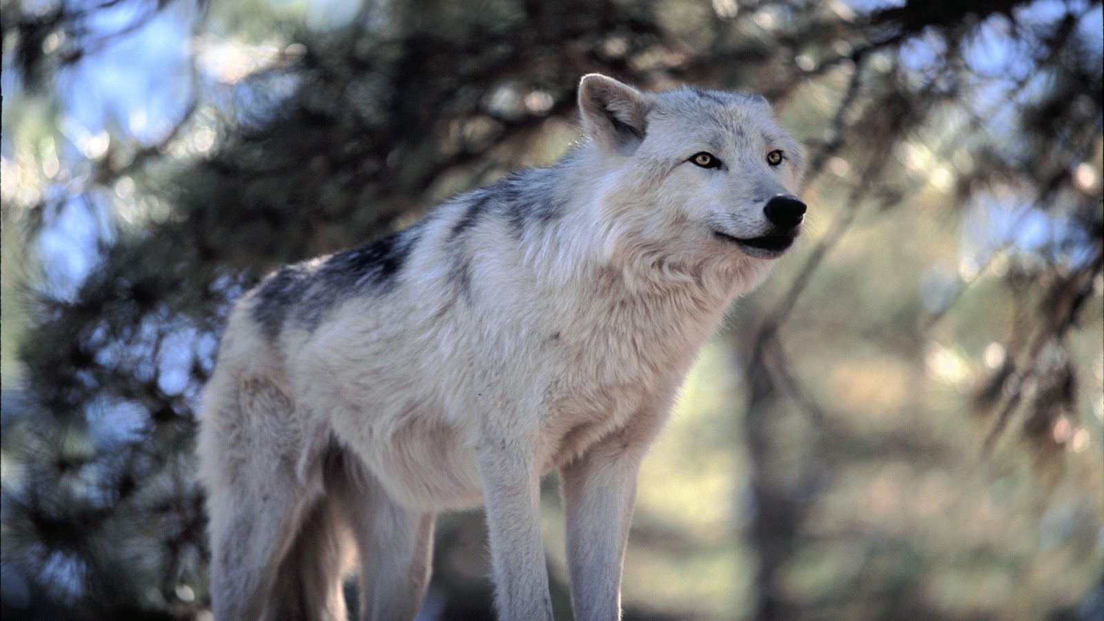Hintergrundbild Wolf