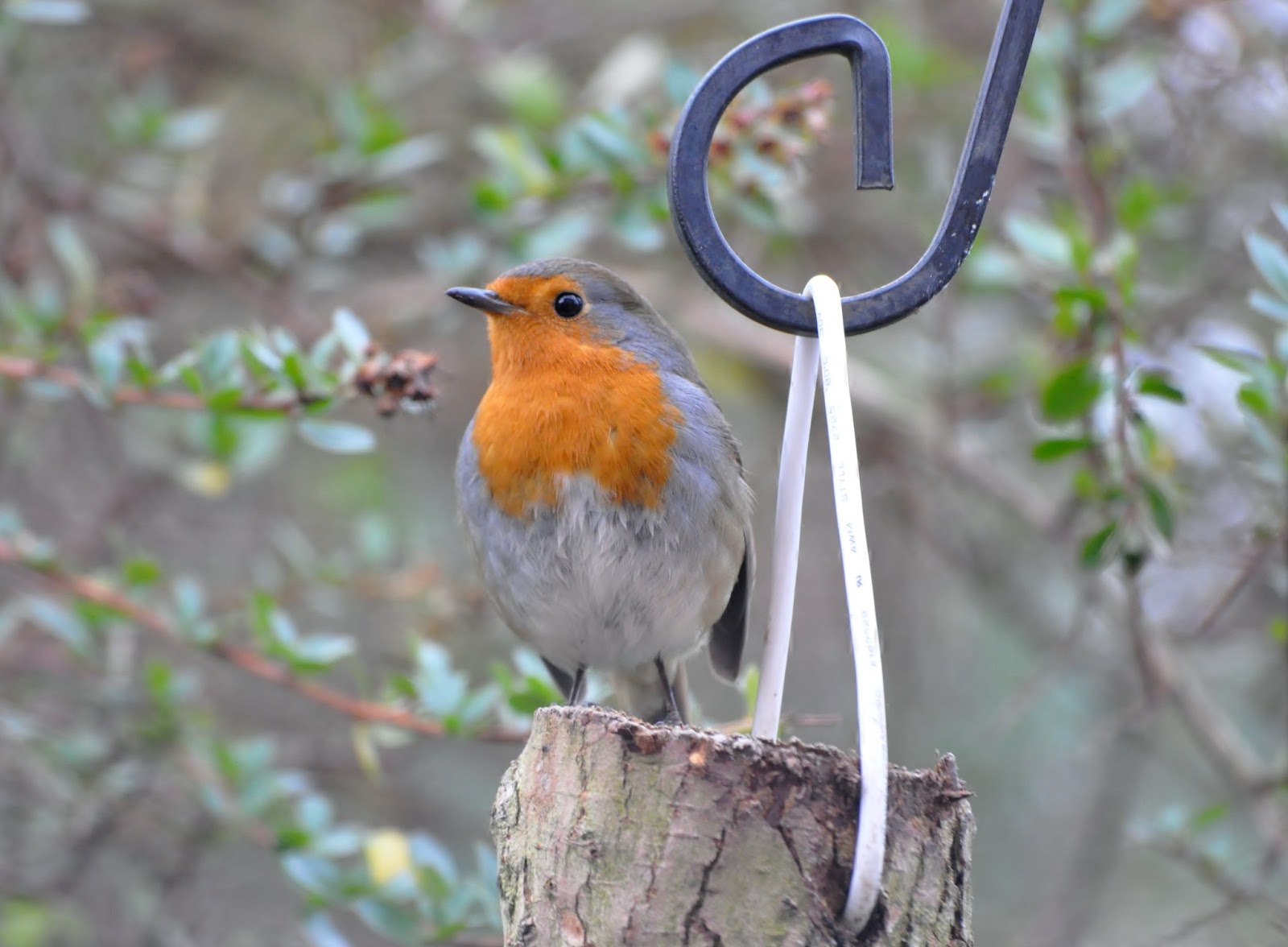 rambles with a camera Robin keeps me amused