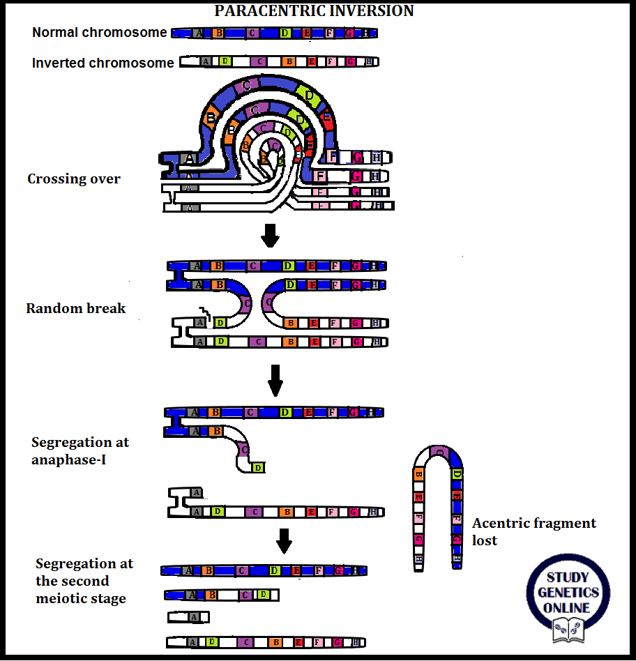 Inversion mutation