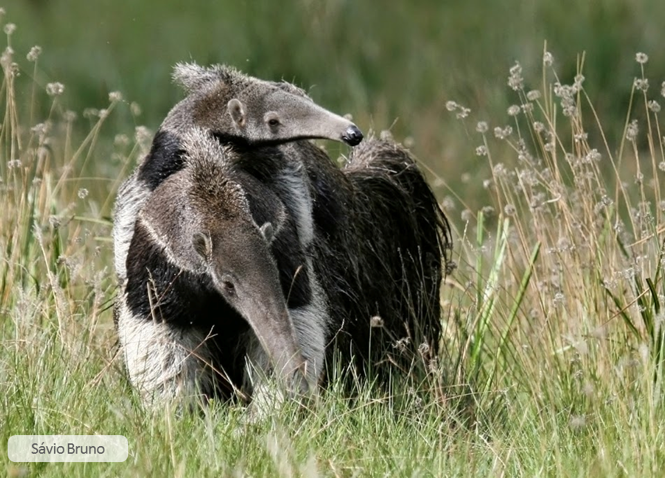 Tamanduábandeira (Myrmecophaga tridactyla)