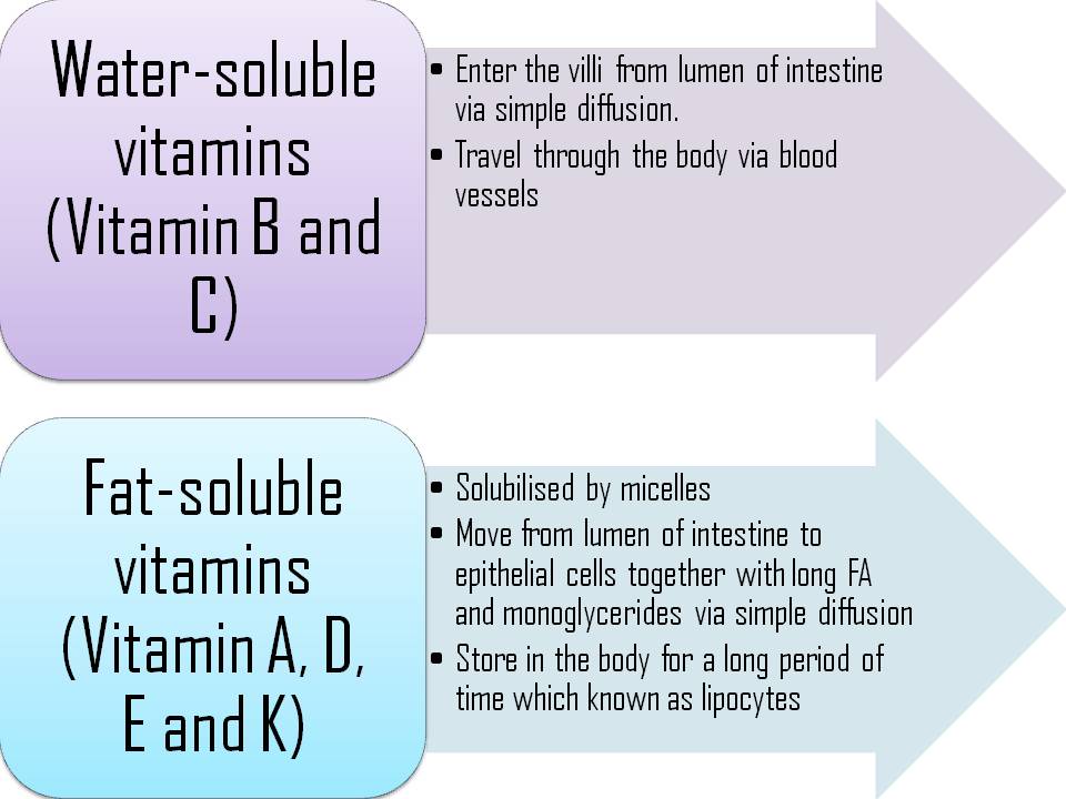 Difference Between Fat Soluble And Water Soluble Vitamins 99