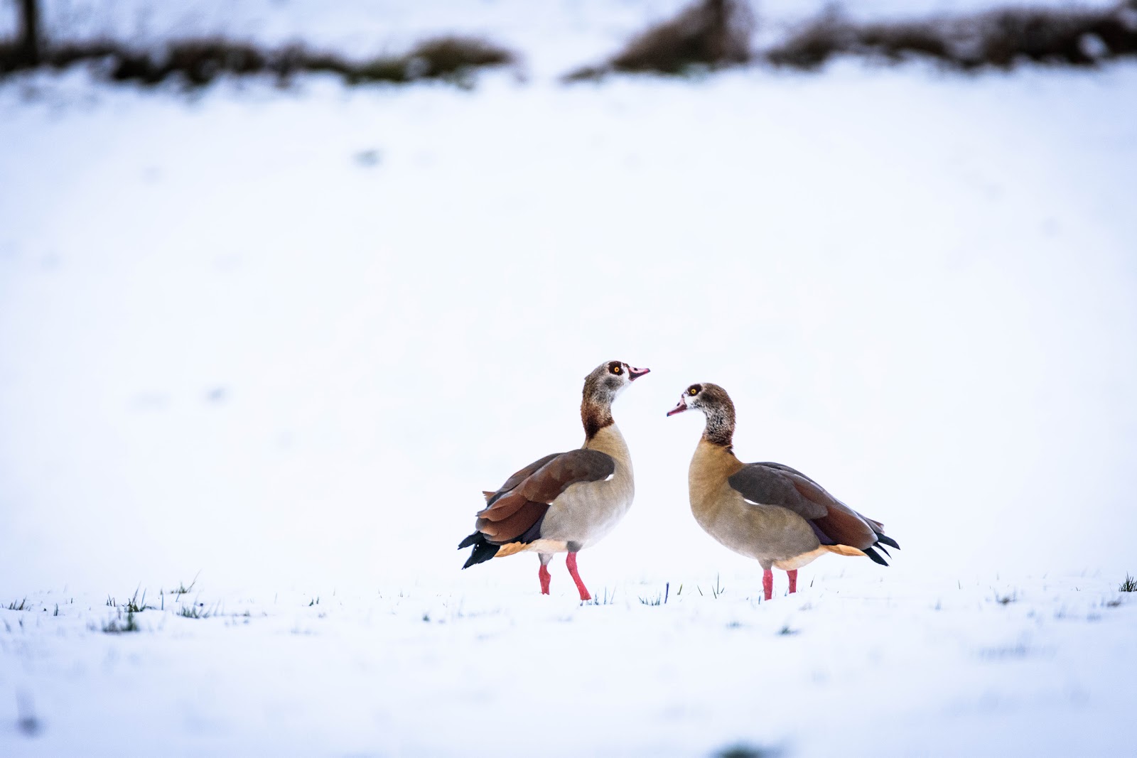 Claes`s Photo blog: #valentine birds.