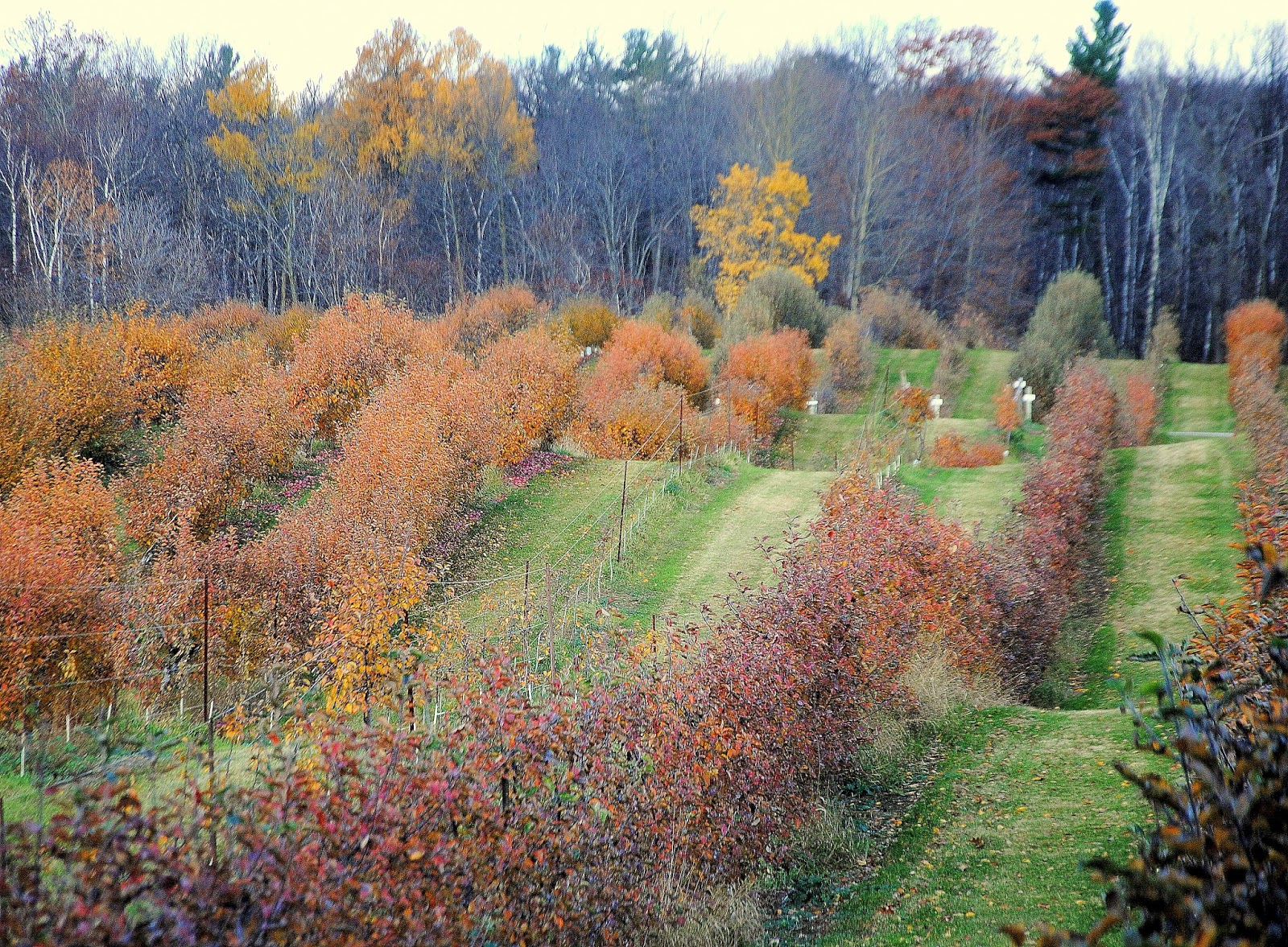 Camera on King & Aurora Pine Farms Orchard