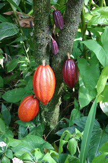 Cacao tree Cacao tree